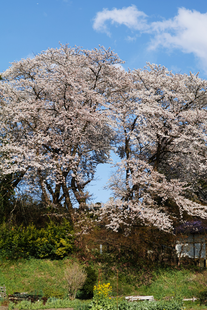 寺の古木