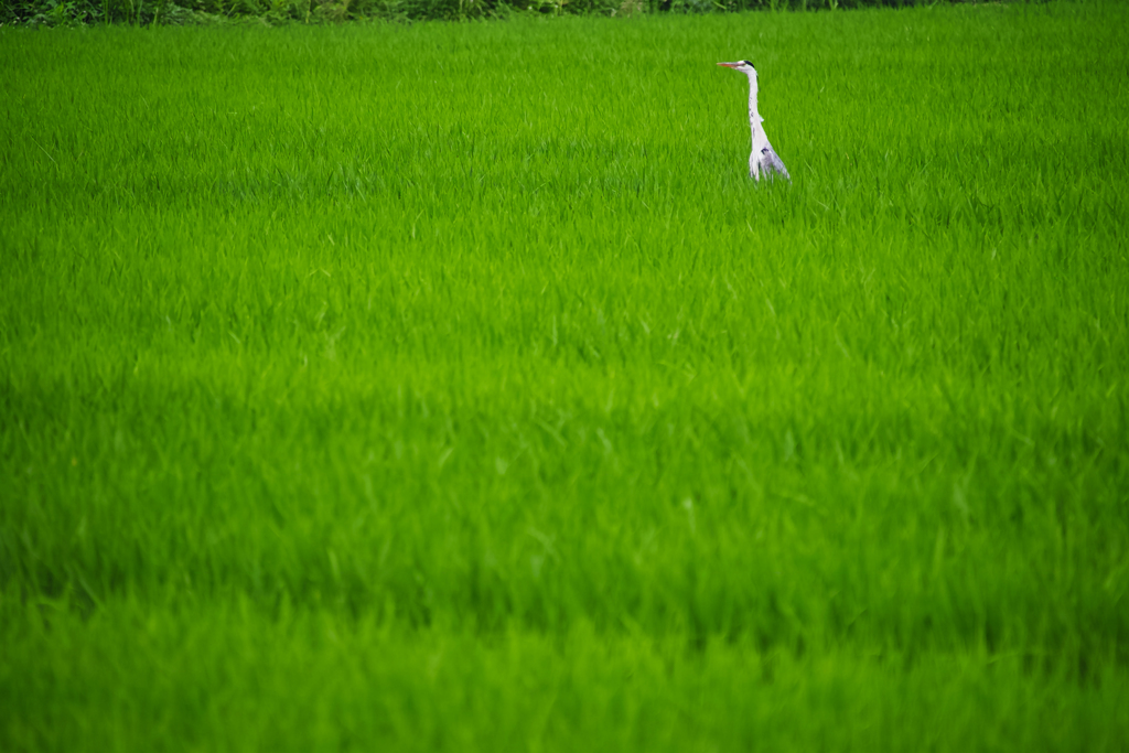 にゅぅ