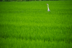 にゅぅ