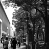 大ケヤキ