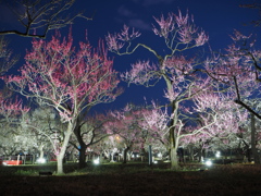 府中郷土の森は梅をライトアップ　ＯＬＷＳ現像