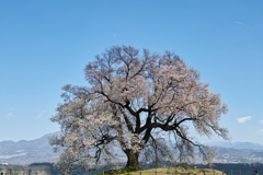 初めましてのわに塚の桜