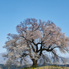 初めましてのわに塚の桜
