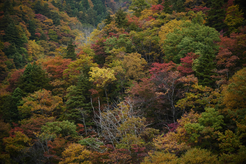 大峠の紅葉