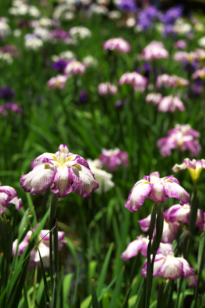 薬師池の花菖蒲