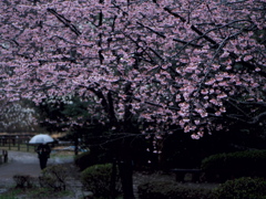 雨天決行