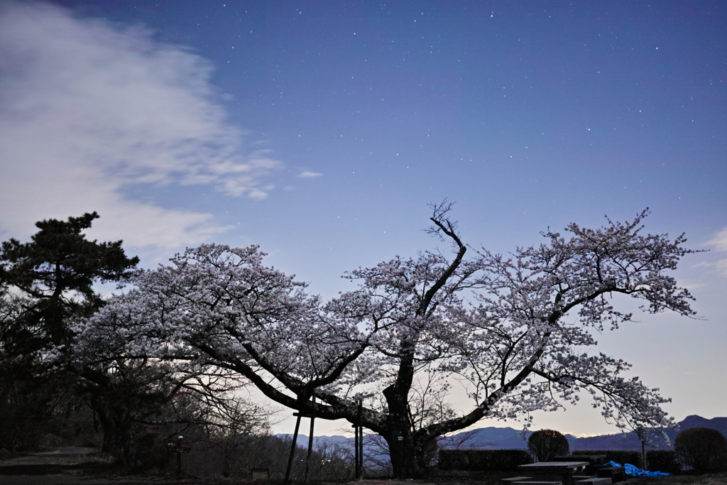 月夜桜