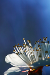 （三部作）ある一輪の梅（２）