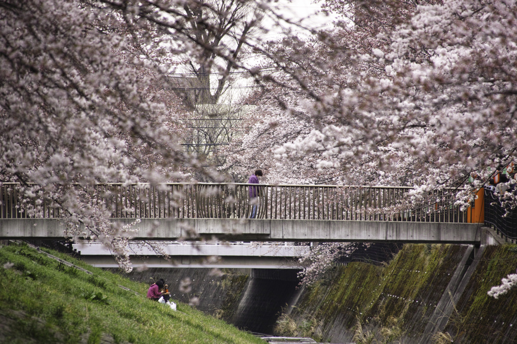 春の画