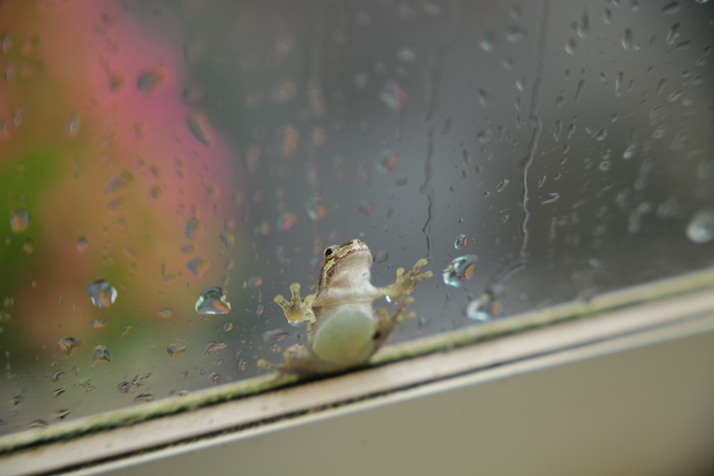 ぺたっ