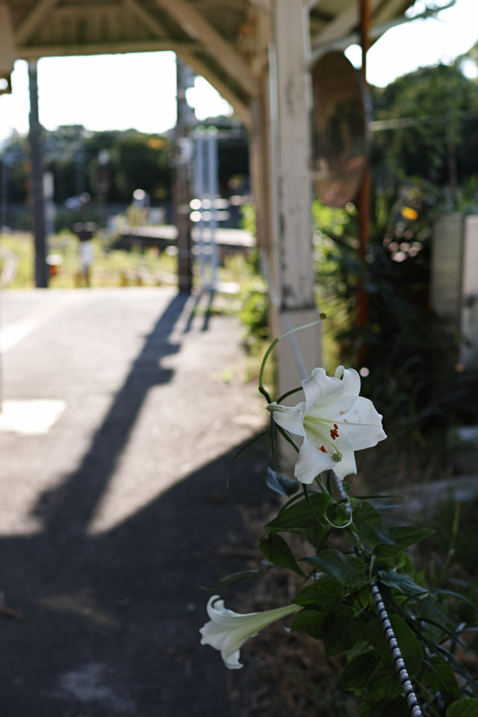 今年も咲いた駅の華