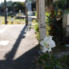 今年も咲いた駅の華