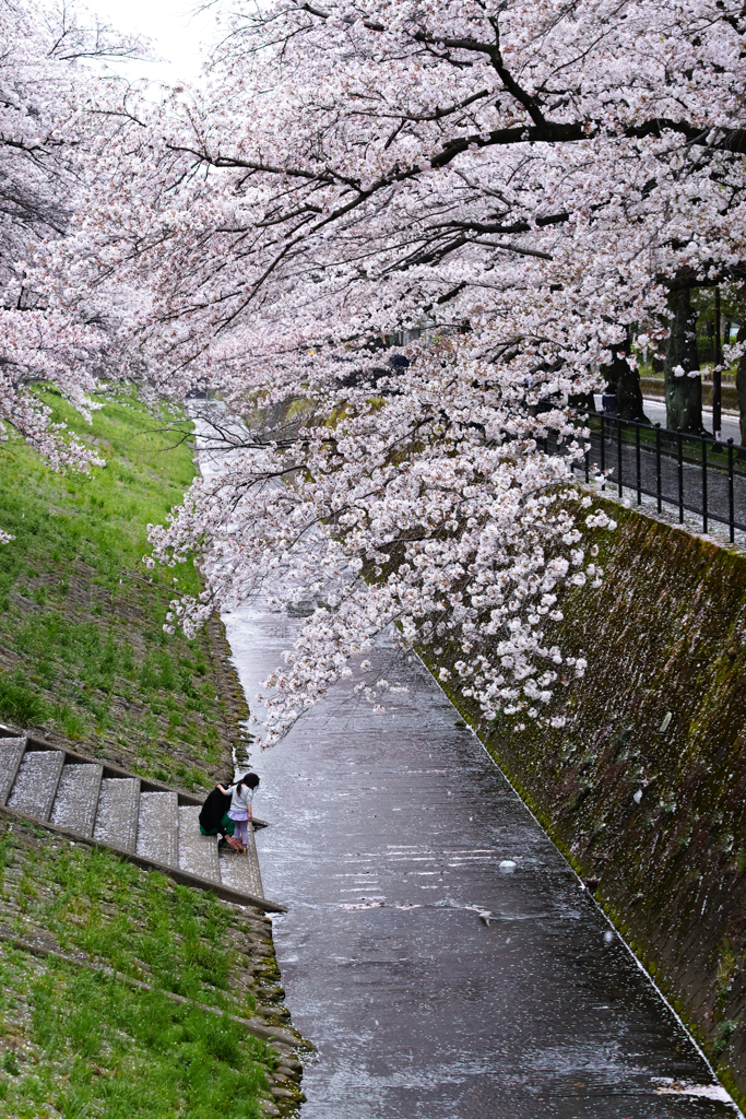 桜に雨