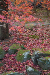 日本最遅の紅葉は東京か？