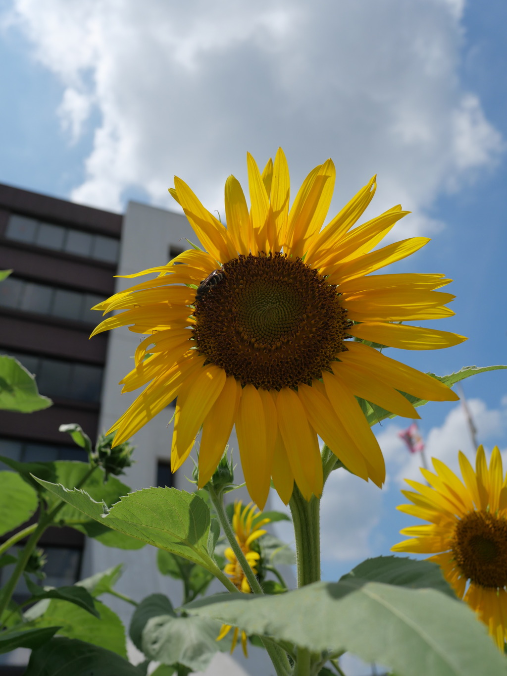 夏です