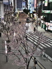 新宿の桜咲きました