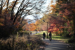 日曜の公園