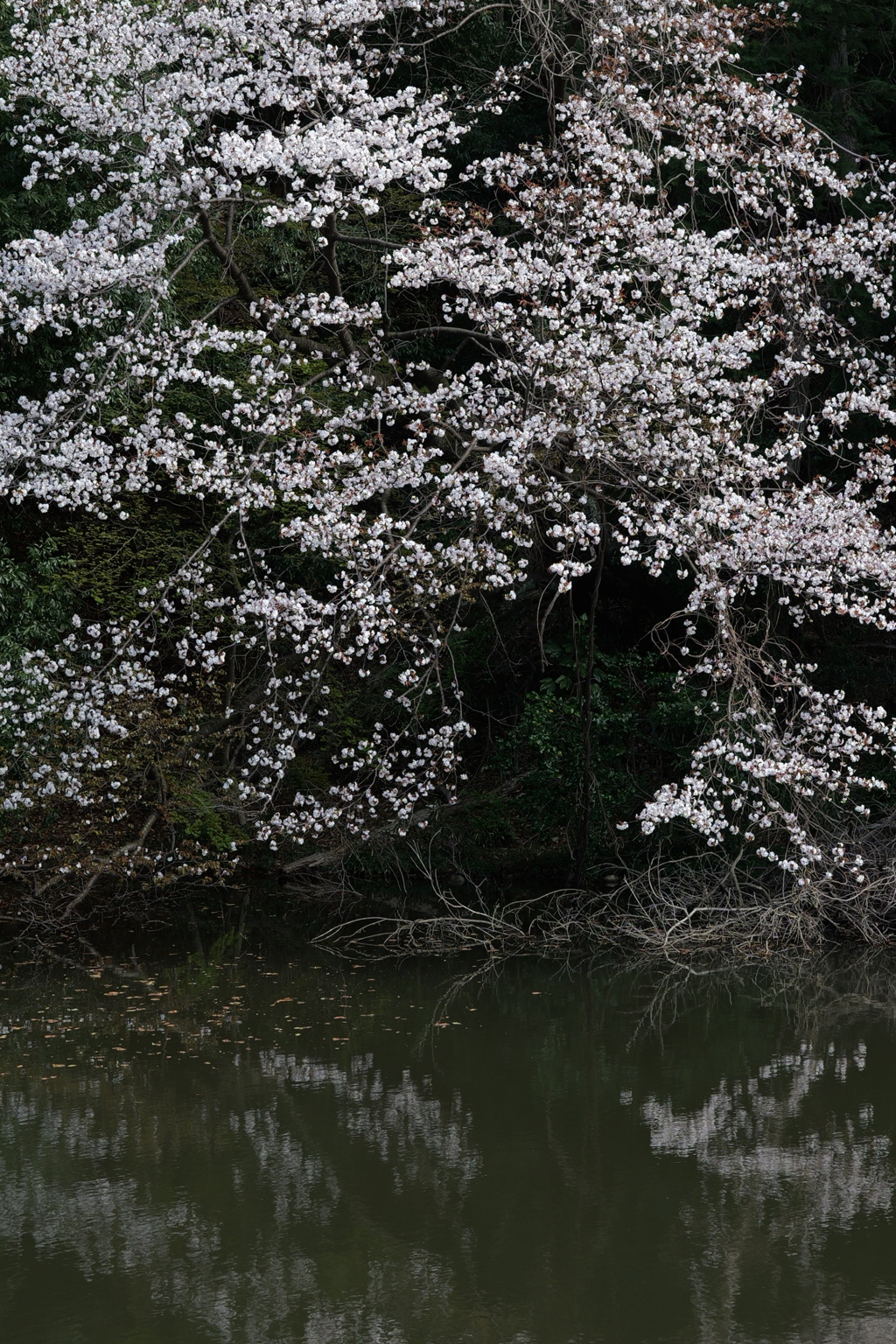 池の桜