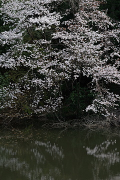 池の桜