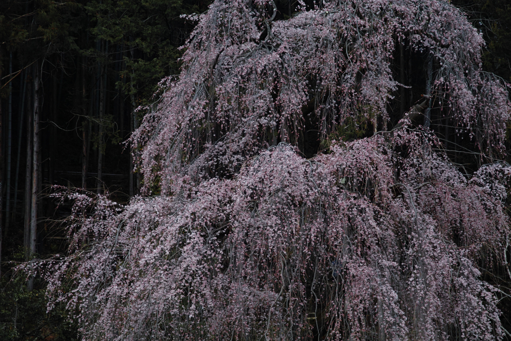 中央線からの梅岩寺桜