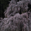 中央線からの梅岩寺桜