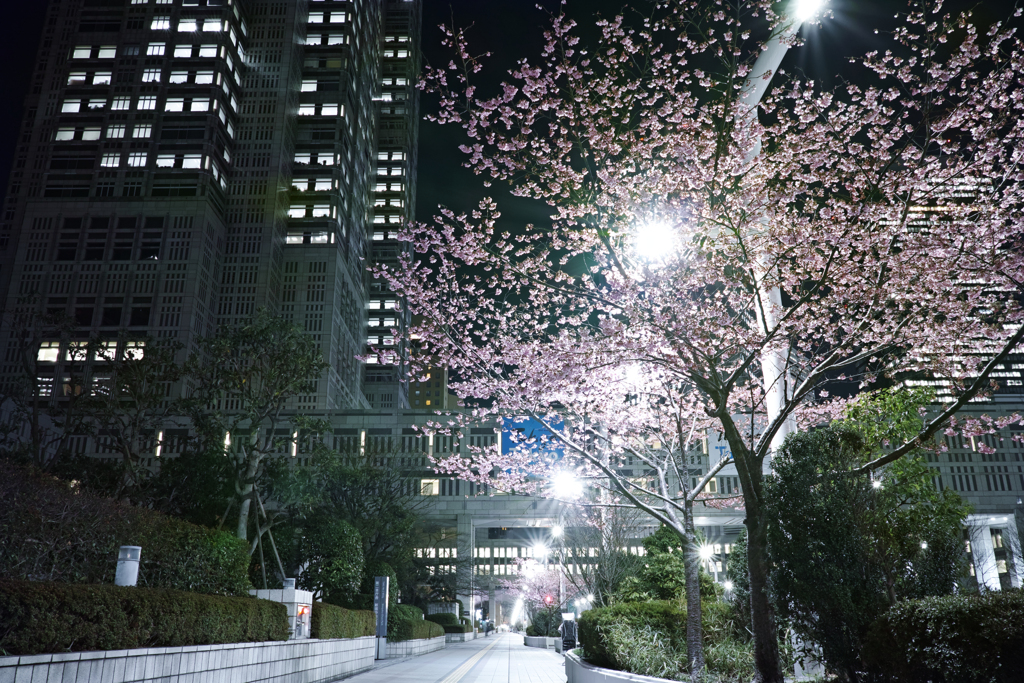 都庁の桜咲きました