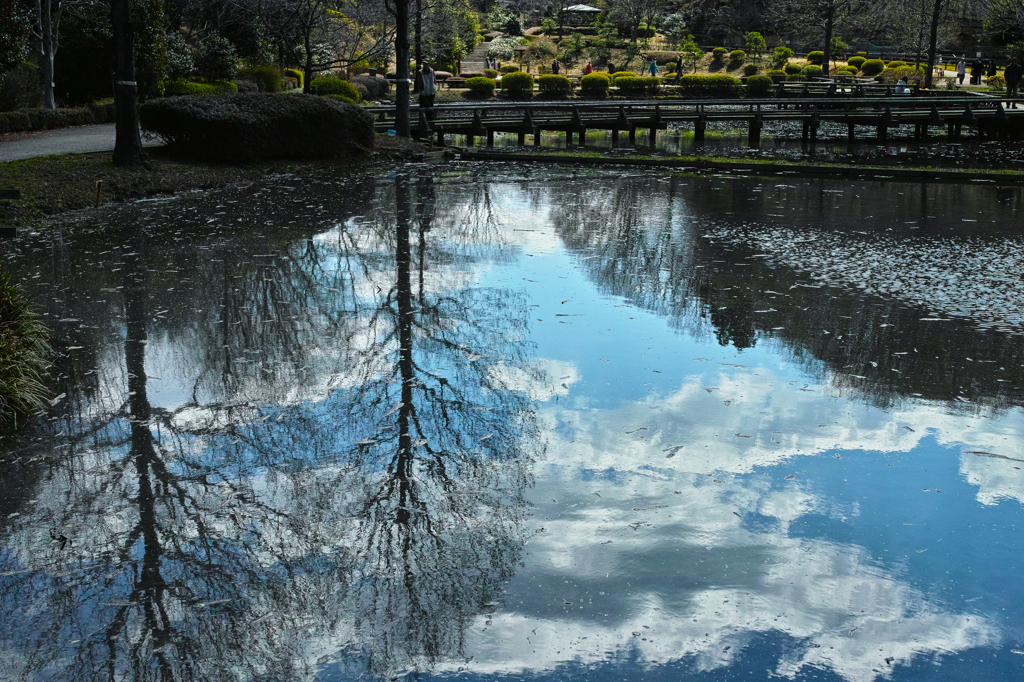 晴れた日の薬師池公園