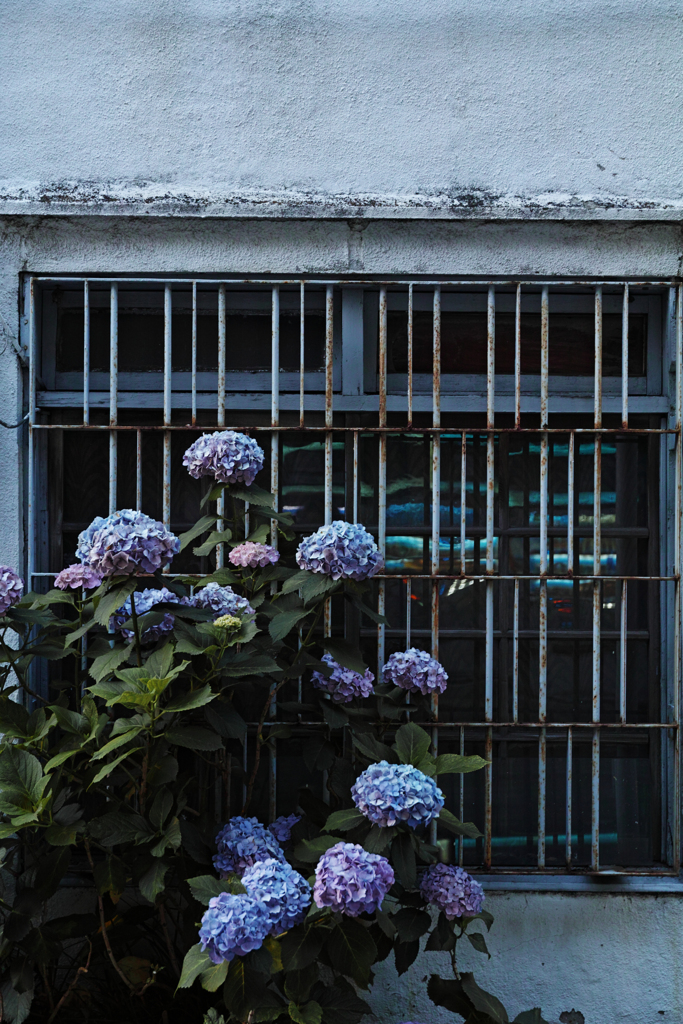 奥の紫陽花