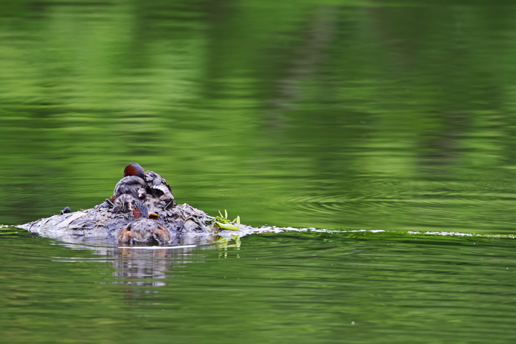 カイツブリご一家