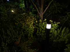 夜も咲く