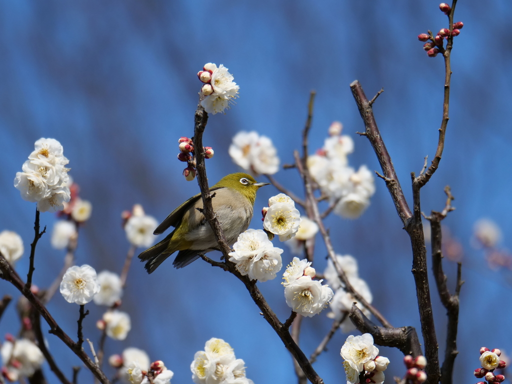 定番のウメジロー