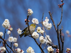 定番のウメジロー