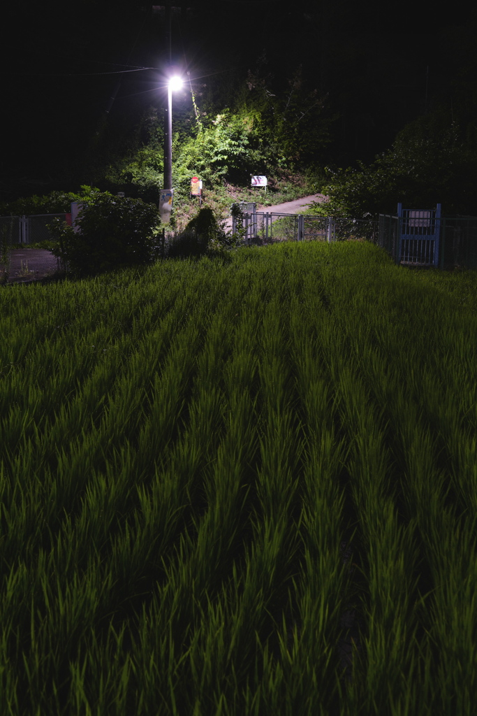 近所の稲
