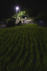 近所の稲