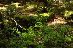 倒木を悼むように