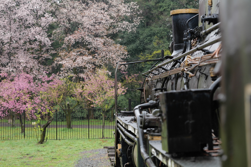 春の小金井公園駅