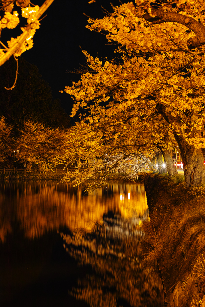 桜鏡