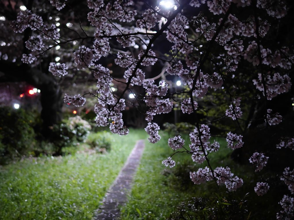 桜色透過光