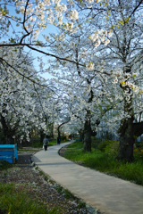 今年は爽やか
