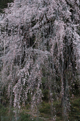 梅岩寺枝垂桜