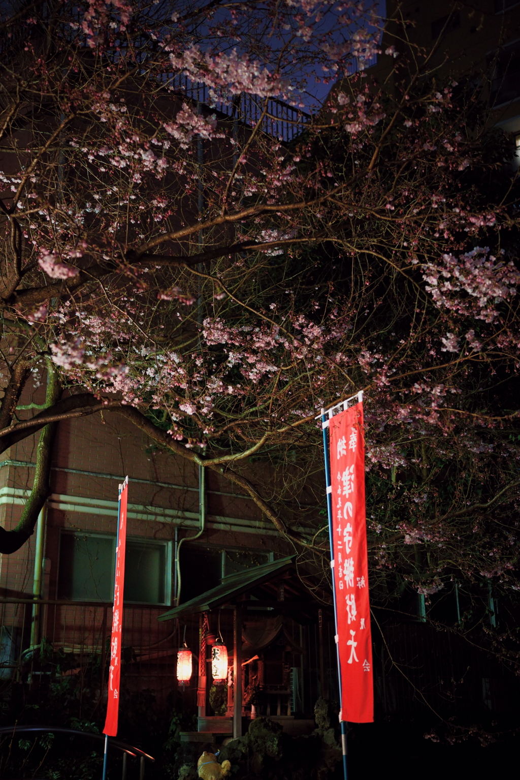 弁天様の早咲き桜