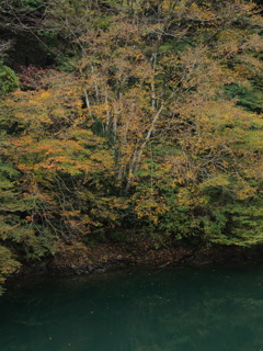 紅葉してきた