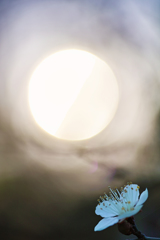 （三部作）ある一輪の梅（１）