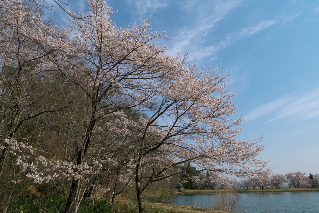 溜池の山桜