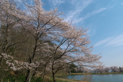 溜池の山桜