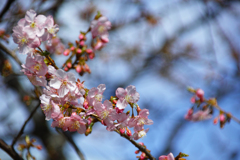 河津桜が咲きました