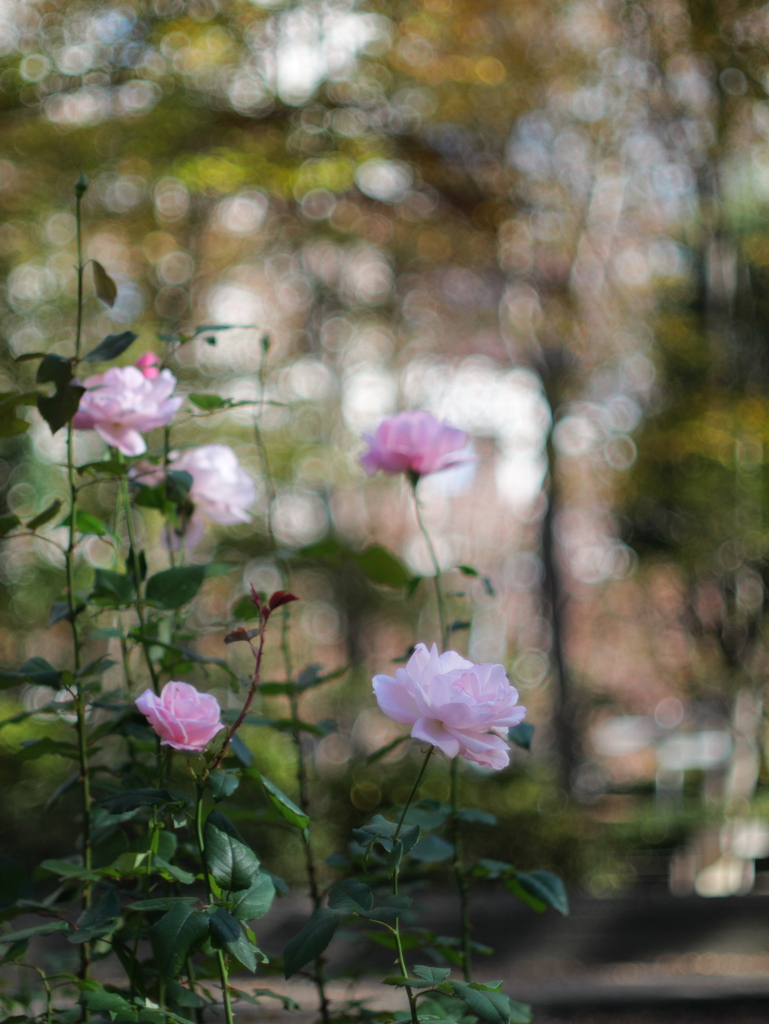 不思議な玉ボケとモヤ（ロッコール50ｍｍF1.4）