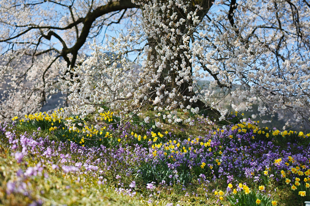 大きな桜の樹の下で
