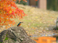 モミカワ