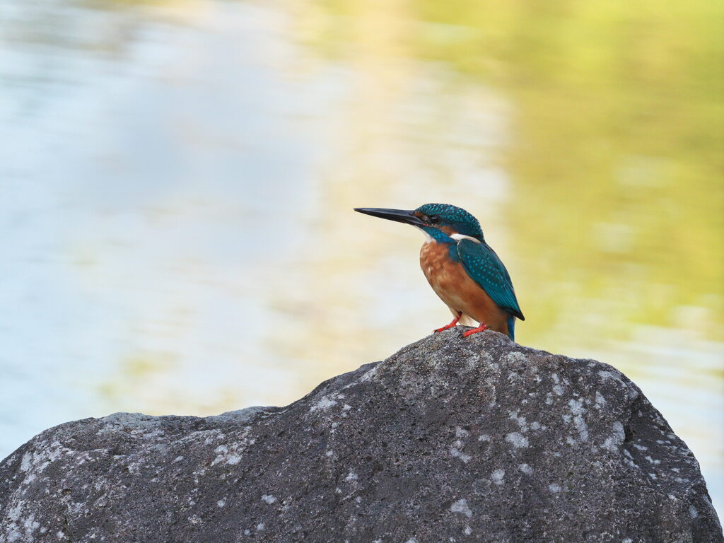 公園のカワセミ